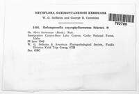 Melampsorella elatina image